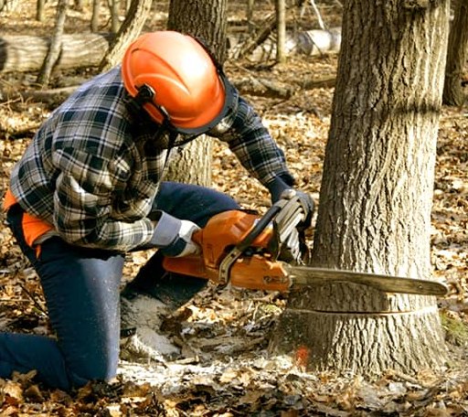 Tree Removal in Nebo, IL